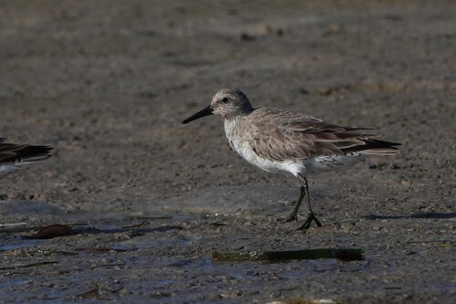 iNaturalist: (c) Michael Weisensee, some rights reserved (CC BY-NC), uploaded by Michael Weisensee iNaturalist image