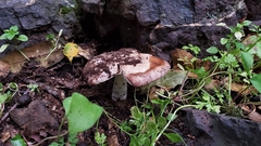 Amanita protecta