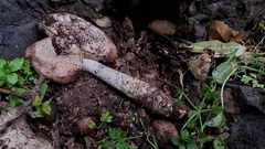 Amanita protecta