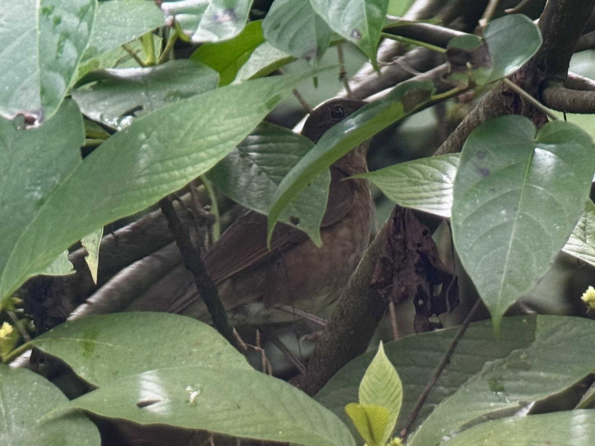 Pale-vented Thrush (Turdus obsoletus), photo 5
