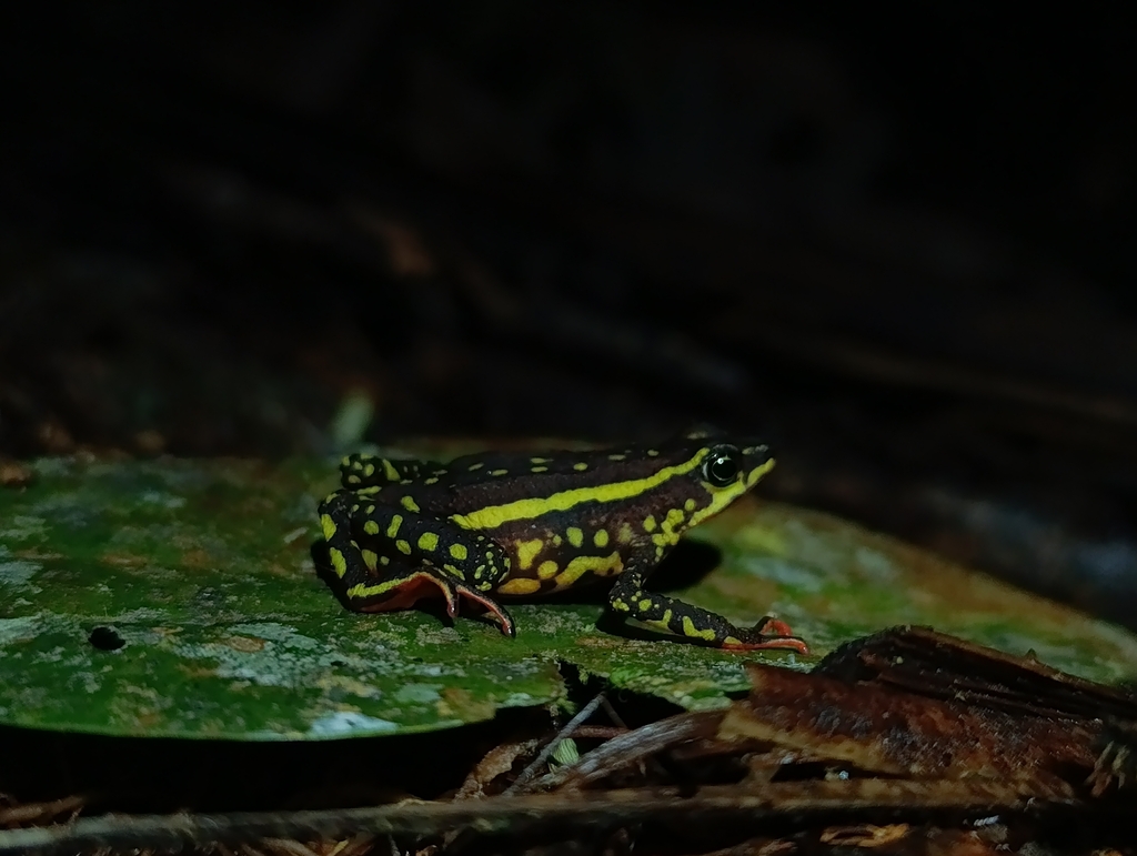 Andes stubfoot toad