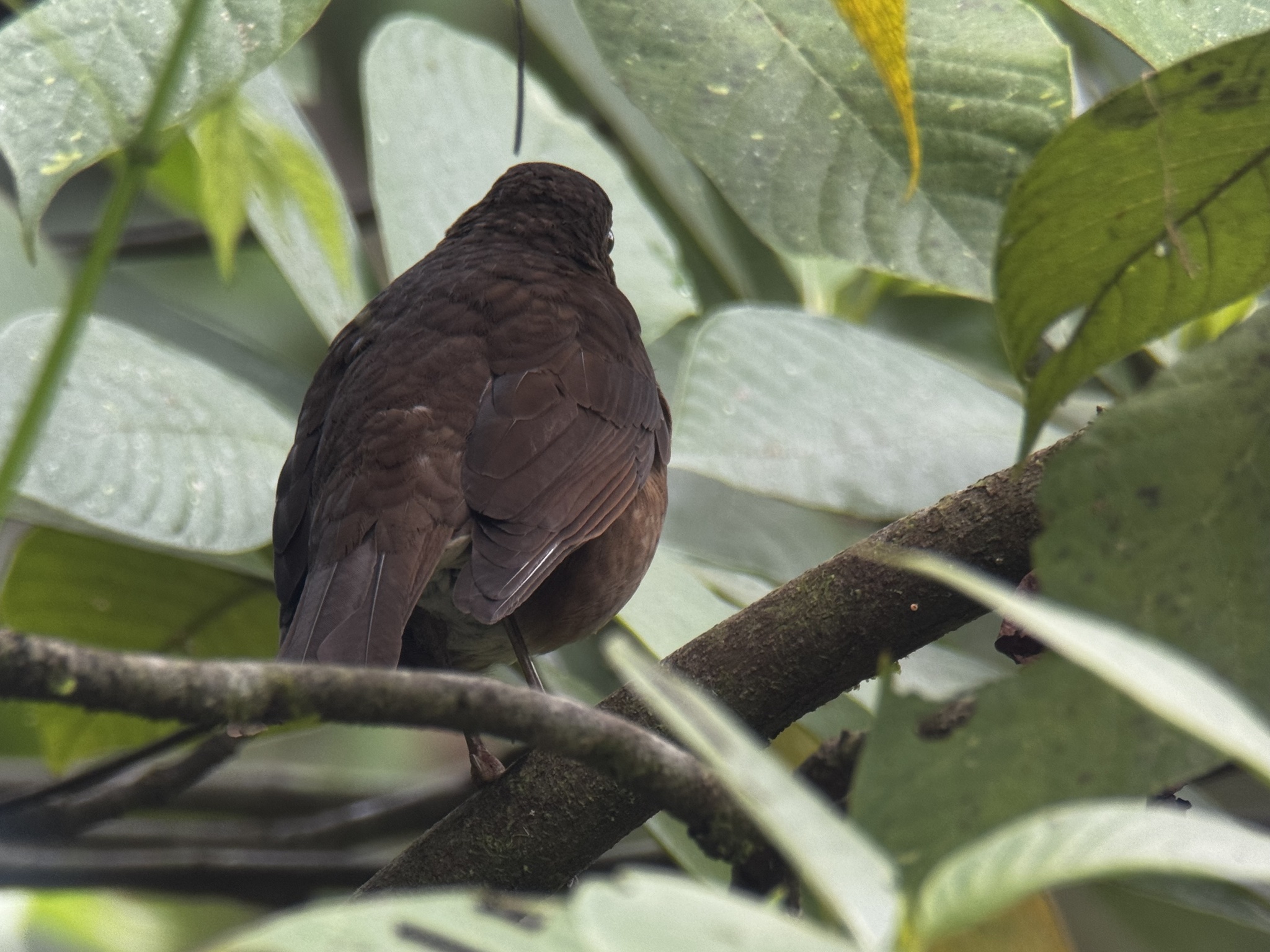Pale-vented Thrush (Turdus obsoletus), photo 6