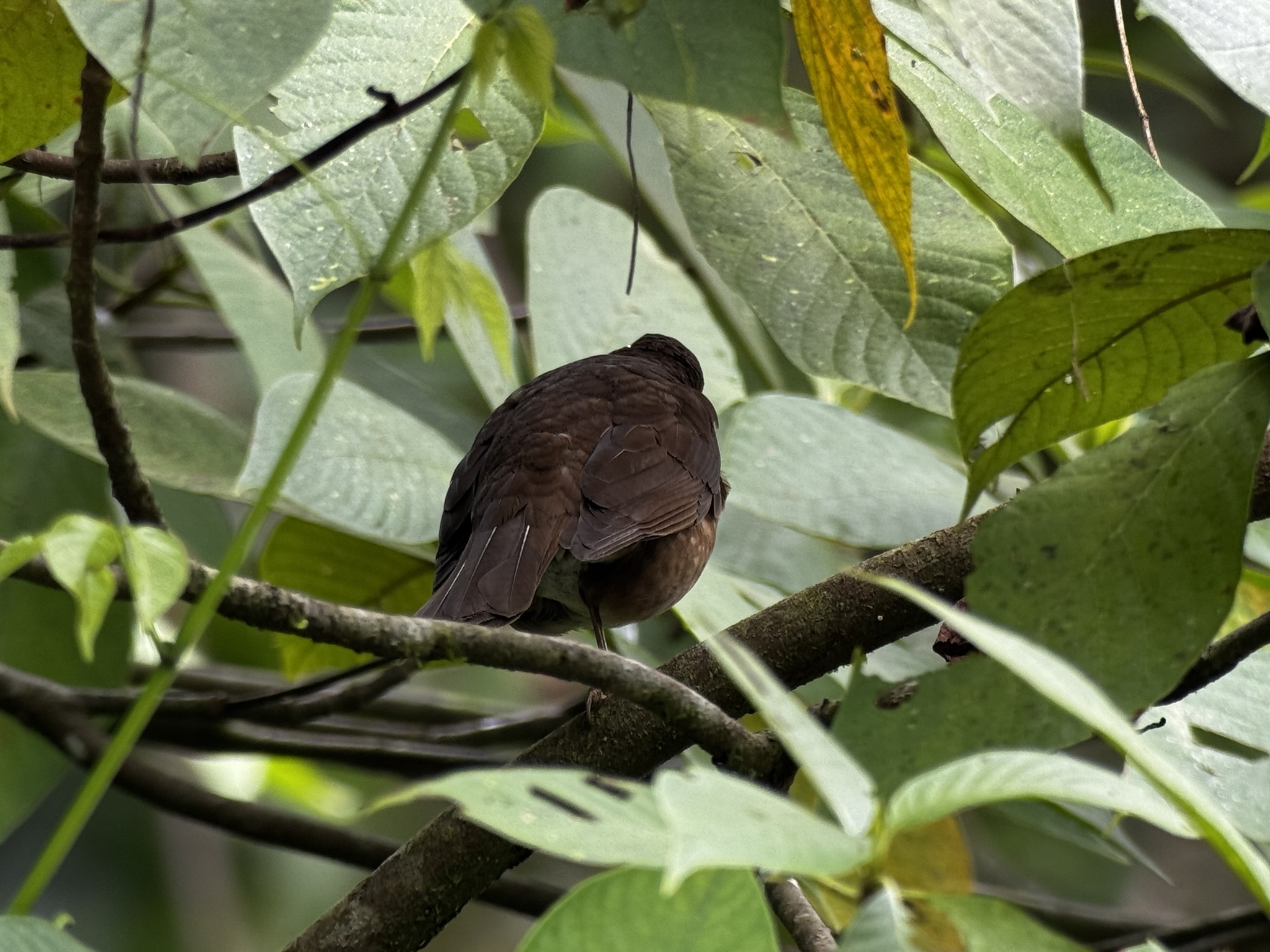 Pale-vented Thrush (Turdus obsoletus), photo 7
