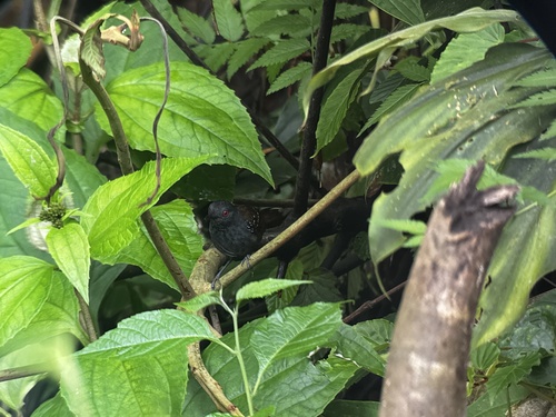 Dull-mantled Antbird (Sipia laemosticta)