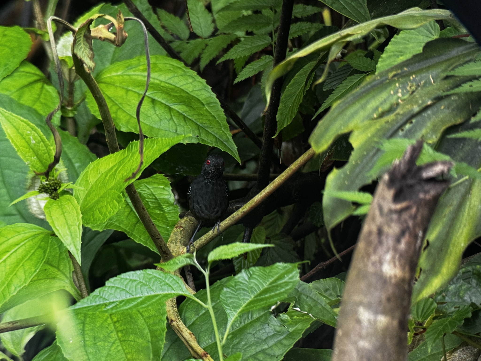 Dull-mantled Antbird (Sipia laemosticta), photo 2