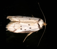 Philobota thiocrossa