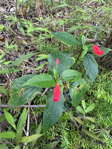 Ruellia brevifolia observed 2026-03-26