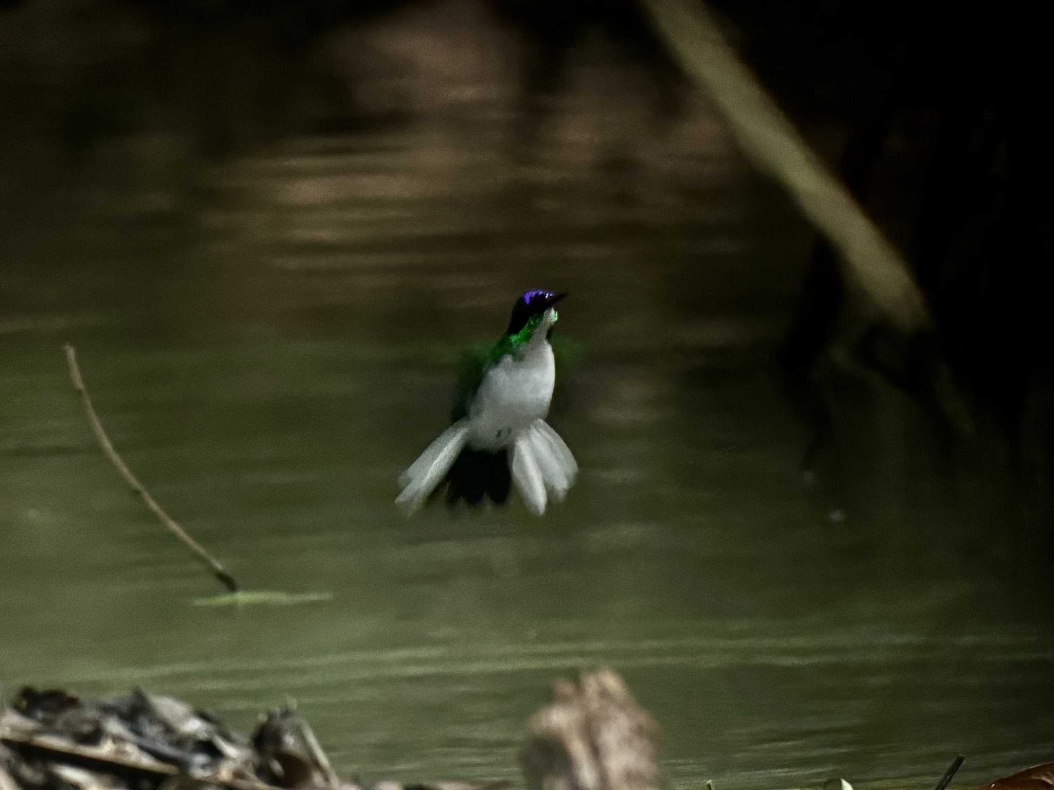 Purple-crowned Fairy (Heliothryx barroti), photo 10
