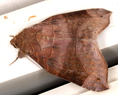 Bastilla hamatilis