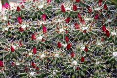 Mammillaria compressa compressa