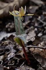 Erythronium umbilicatum