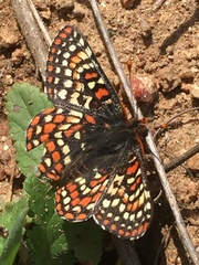 Euphydryas editha quino