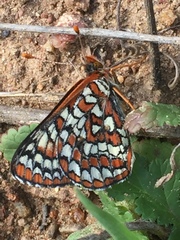 Euphydryas editha quino