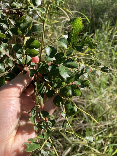 Cassia tomentella observed 2026-03-24