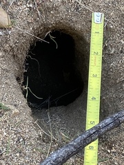 Otospermophilus beecheyi