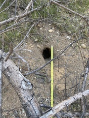 Otospermophilus beecheyi