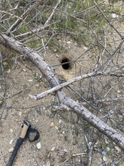 Otospermophilus beecheyi