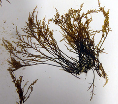 Chondria macrocarpa