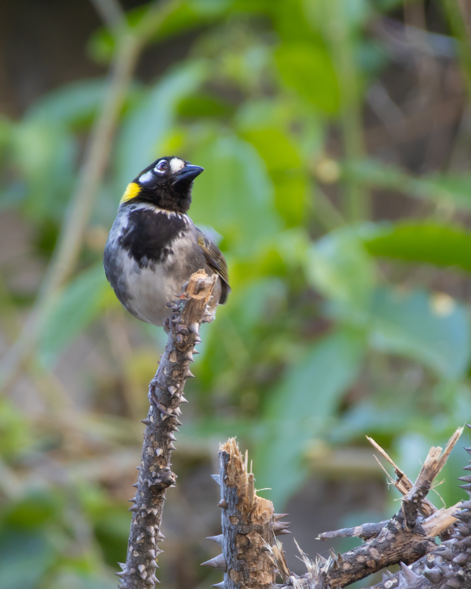 White-eared Ground Sparrow (Melozone leucotis), photo 5
