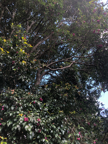 Foto de Jambo carmesim