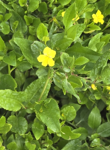 hop goodenia (Goodenia ovata)
