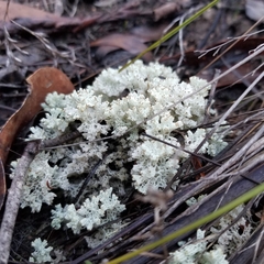 Pulchrocladia retipora