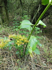 Kalanchoe densiflora