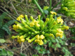 Kalanchoe densiflora