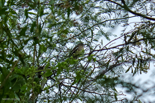 White-banded Mockingbird (Mimus triurus), photo 6