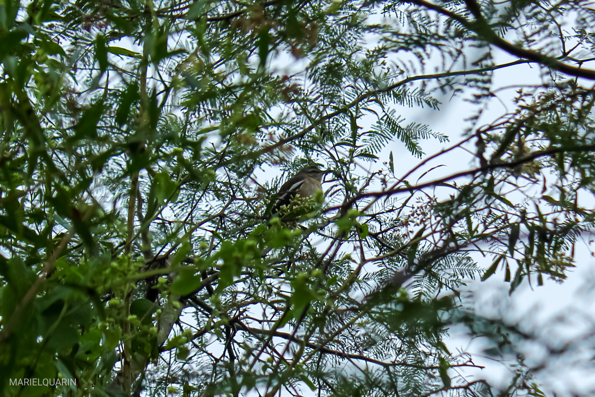 White-banded Mockingbird (Mimus triurus), photo 6