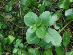 Kalanchoe densiflora