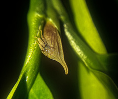 Enchenopa squamigera