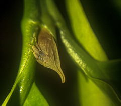 Enchenopa squamigera