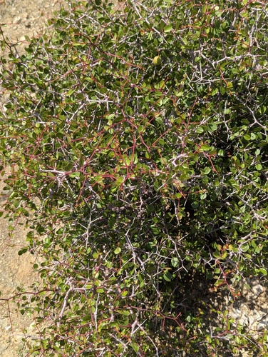 Desert Apricot (Prunus fremontii)