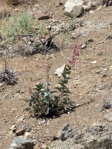 san jacinto beardtongue (Penstemon clevelandii)