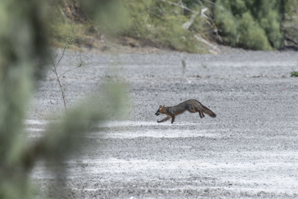 Baja California Gray Fox