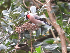 Pyrrhula pyrrhula griseiventris