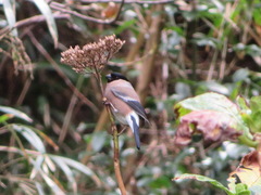 Pyrrhula pyrrhula griseiventris