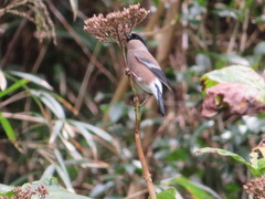 Pyrrhula pyrrhula griseiventris