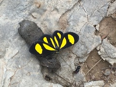 Cyllopoda claudicula