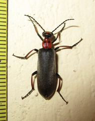 Lydomorphus