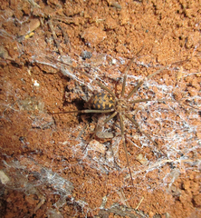 Loxosceles simillima