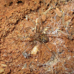 Loxosceles simillima