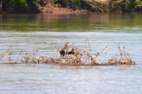 Anhinga