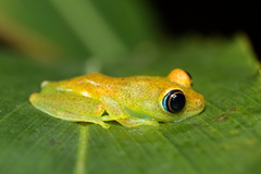 Boophis viridis