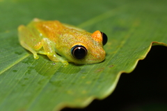 Boophis viridis