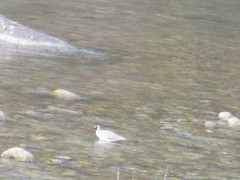 Ibidorhyncha struthersii