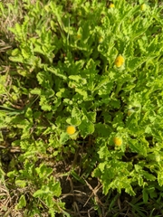 Grangea maderaspatana