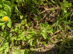 Grangea maderaspatana