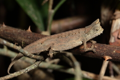 Brookesia superciliaris